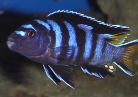 Pseudotropheus Elongatus